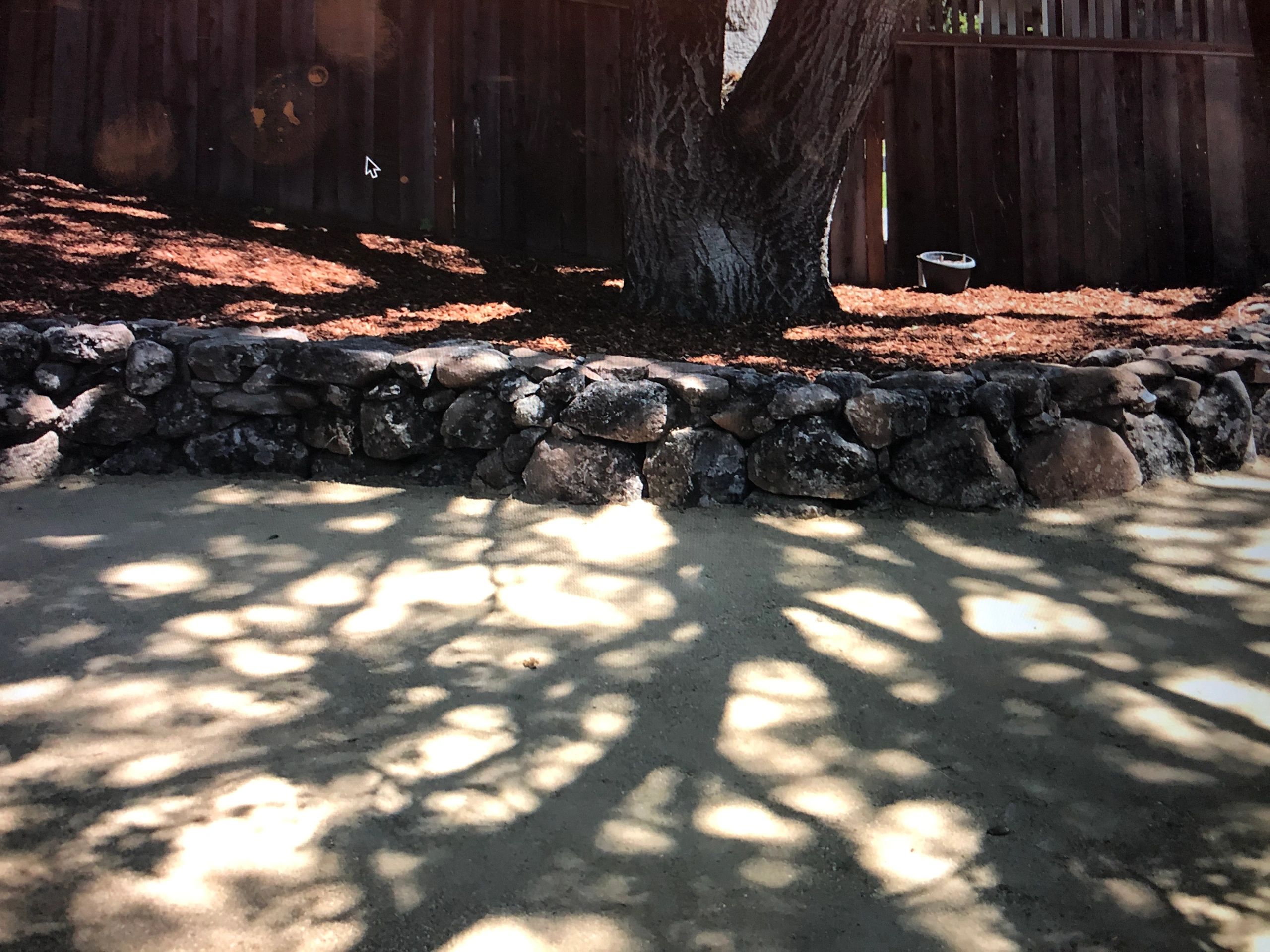 Tree casting shadows on sandy ground
